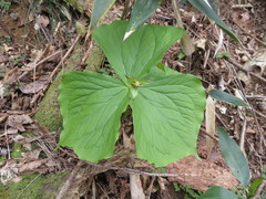 Trillium apetalon