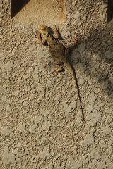 Acanthocercus kiwuensis