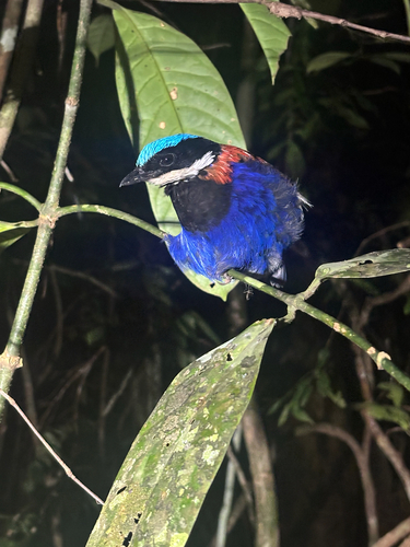 Blue-headed Pitta