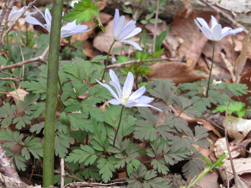 Image of Anemonoides Pseudoaltaica (Anemonoides pseudoaltaica) by (c) Junichi　Mandai, some rights reserved (CC BY)