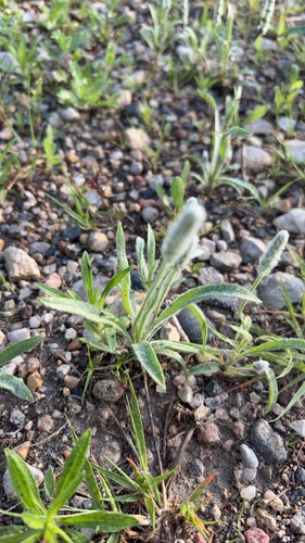 Woolly Plantain