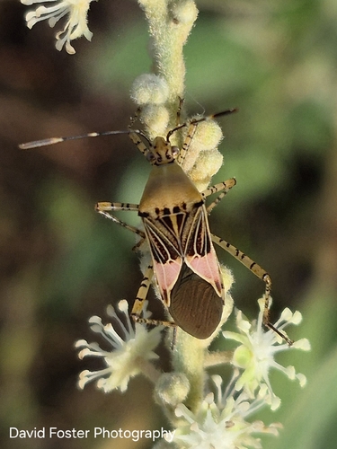 Hypselonotus fulvus