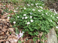 Anemonastrum flaccidum
