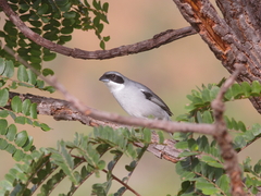 Neothraupis fasciata