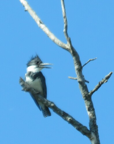 Belted Kingfisher
