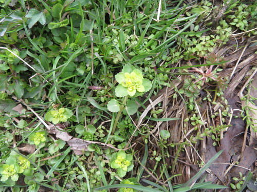 Image of Gray’s Golden Saxifrage (Chrysosplenium grayanum) by (c) Junichi　Mandai, some rights reserved (CC BY)
