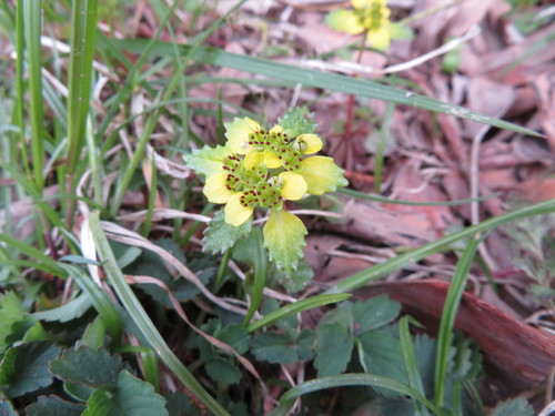 Image of Big-Leaf Golden Saxifrage (Chrysosplenium macrostemon) by (c) Junichi　Mandai, some rights reserved (CC BY)