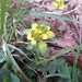 Chrysosplenium macrostemon shiobarense - Photo (c) Junichi　Mandai,  זכויות יוצרים חלקיות (CC BY), הועלה על ידי Junichi　Mandai