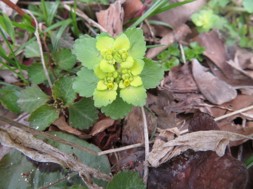 Image of Gray’s Golden Saxifrage (Chrysosplenium grayanum) by (c) Junichi　Mandai, some rights reserved (CC BY)