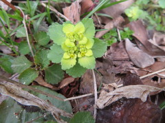 Chrysosplenium grayanum