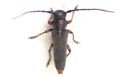 Phytoecia pustulata