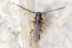 Phytoecia pustulata
