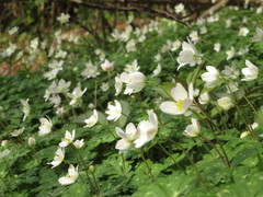 Anemonastrum flaccidum