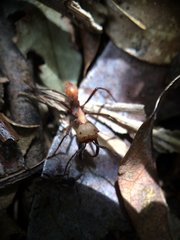 Eciton burchellii