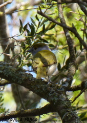 Pachyramphus viridis