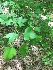 Crataegus marshallii