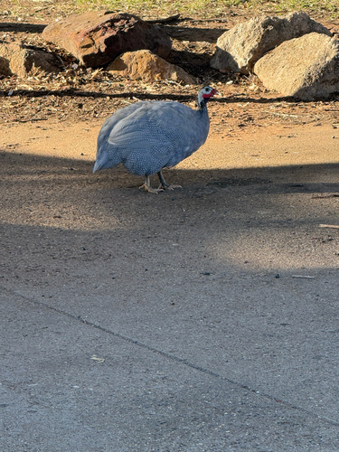 Helmeted Guineafowl