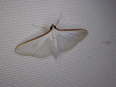 Palpita margaritacea