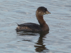 Podilymbus podiceps