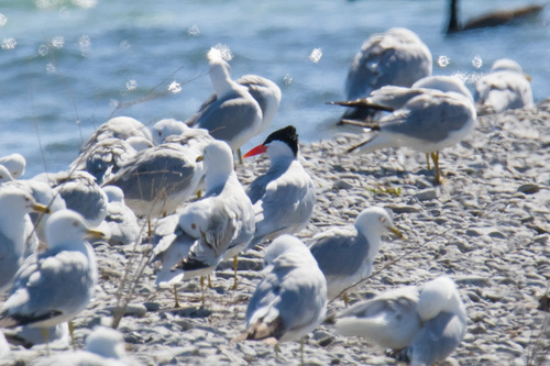 iNaturalist image