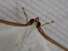 Palpita margaritacea