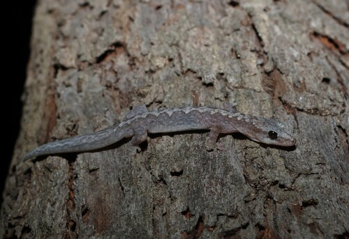 Queensland Zigzag Gecko, Amalosia queenslandia