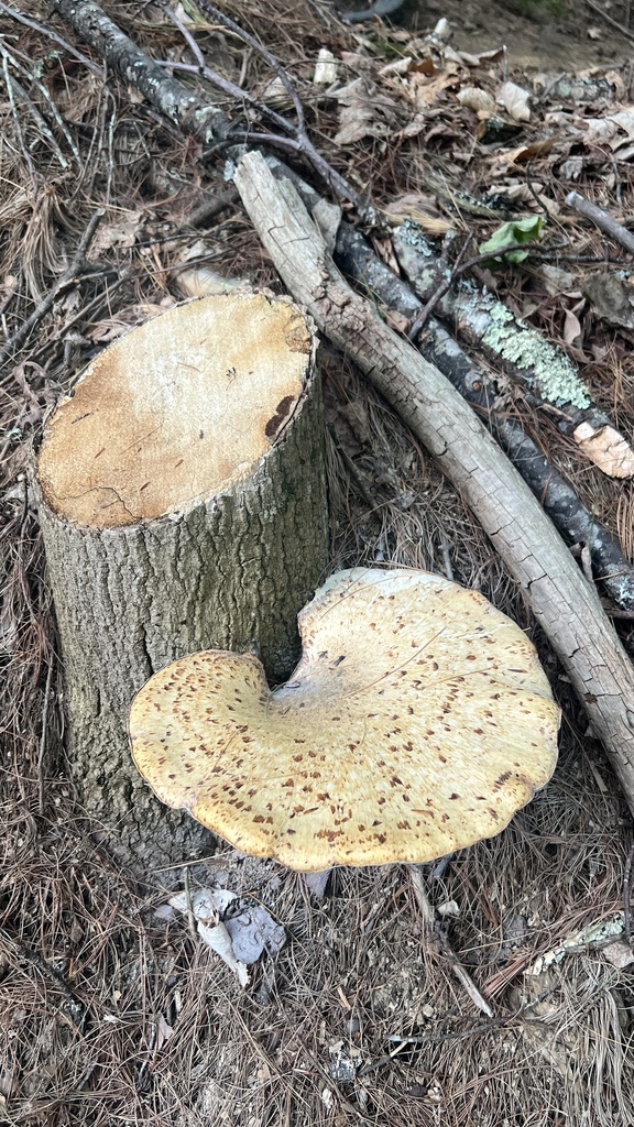 Dryad's Saddle · June 2026 · photo: Photo: no rights reserved · iNaturalist