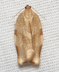 Choristoneura fractivittana