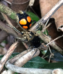 Traumatomutilla quadrinotata