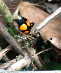 Traumatomutilla quadrinotata