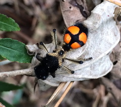 Traumatomutilla quadrinotata