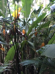 Heliconia caribaea