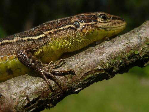 Meadow Lizard