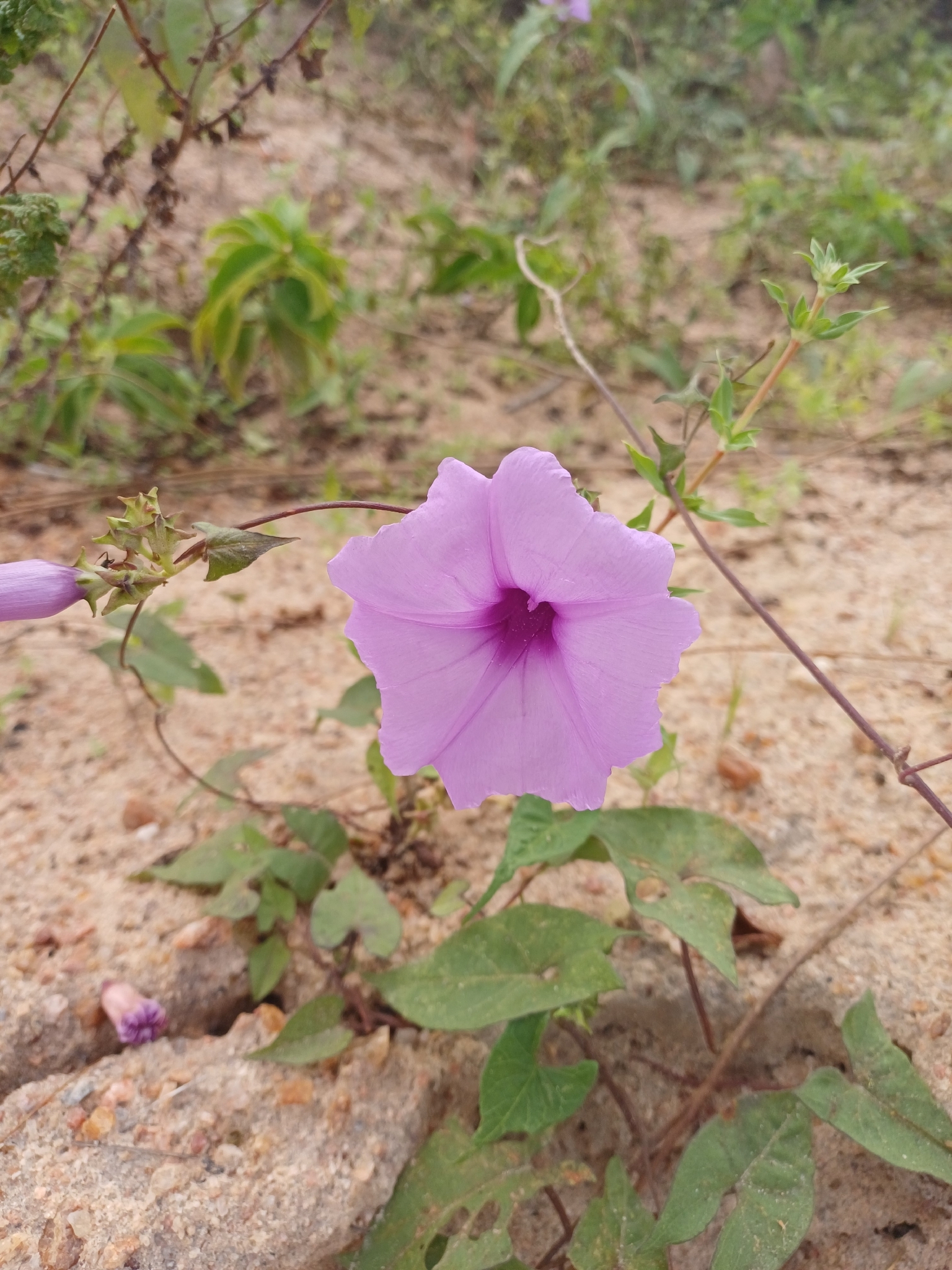 Ipomoea bahiensis