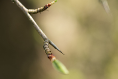Pyrus communis pyraster