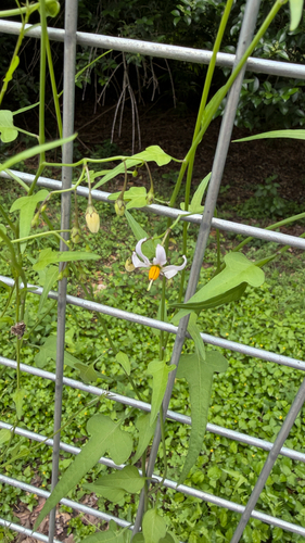 Solanum triquetrum, photograph 6