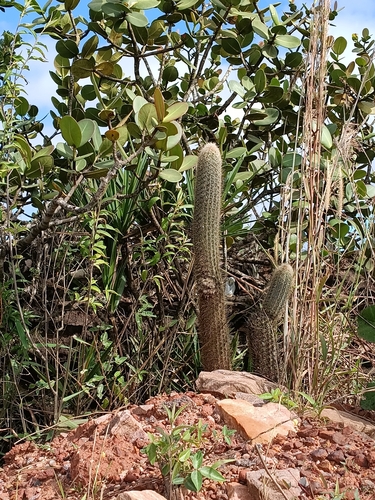 Micranthocereus purpureus