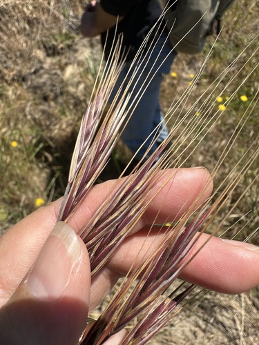 Bromus rigidus observed 2026-06-05