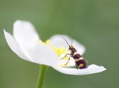Micropterix aureatella
