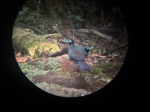 Bornean Ground-Cuckoo