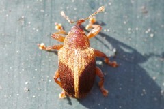 Lignyodes enucleator
