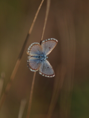 Pseudophilotes panoptes