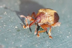 Lignyodes enucleator