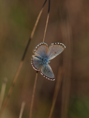 Pseudophilotes panoptes