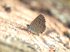 Pseudophilotes panoptes