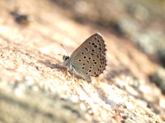 Pseudophilotes panoptes