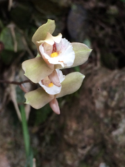 Bifrenaria
