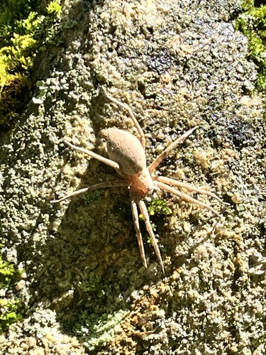 American Nursery Web Spider