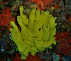 Leucetta chagosensis