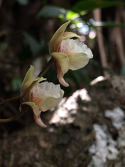 Bifrenaria